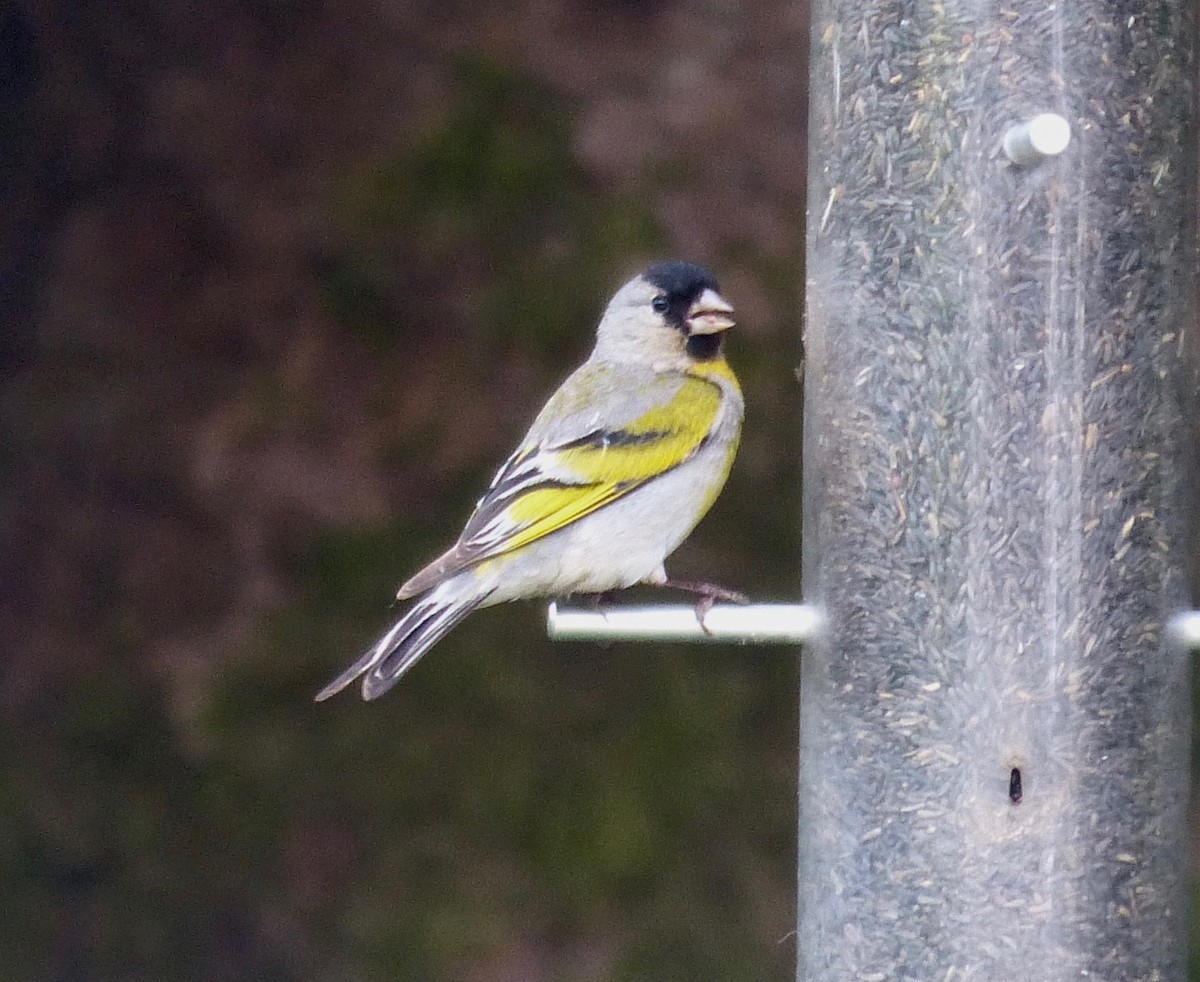 Lawrence's Goldfinch - ML60540891
