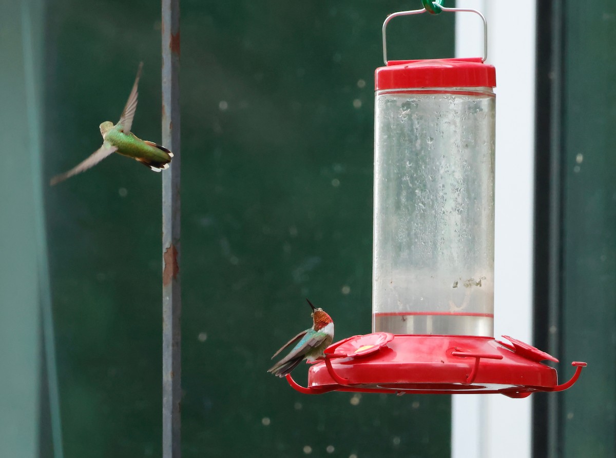 Broad-tailed Hummingbird - ML605409781