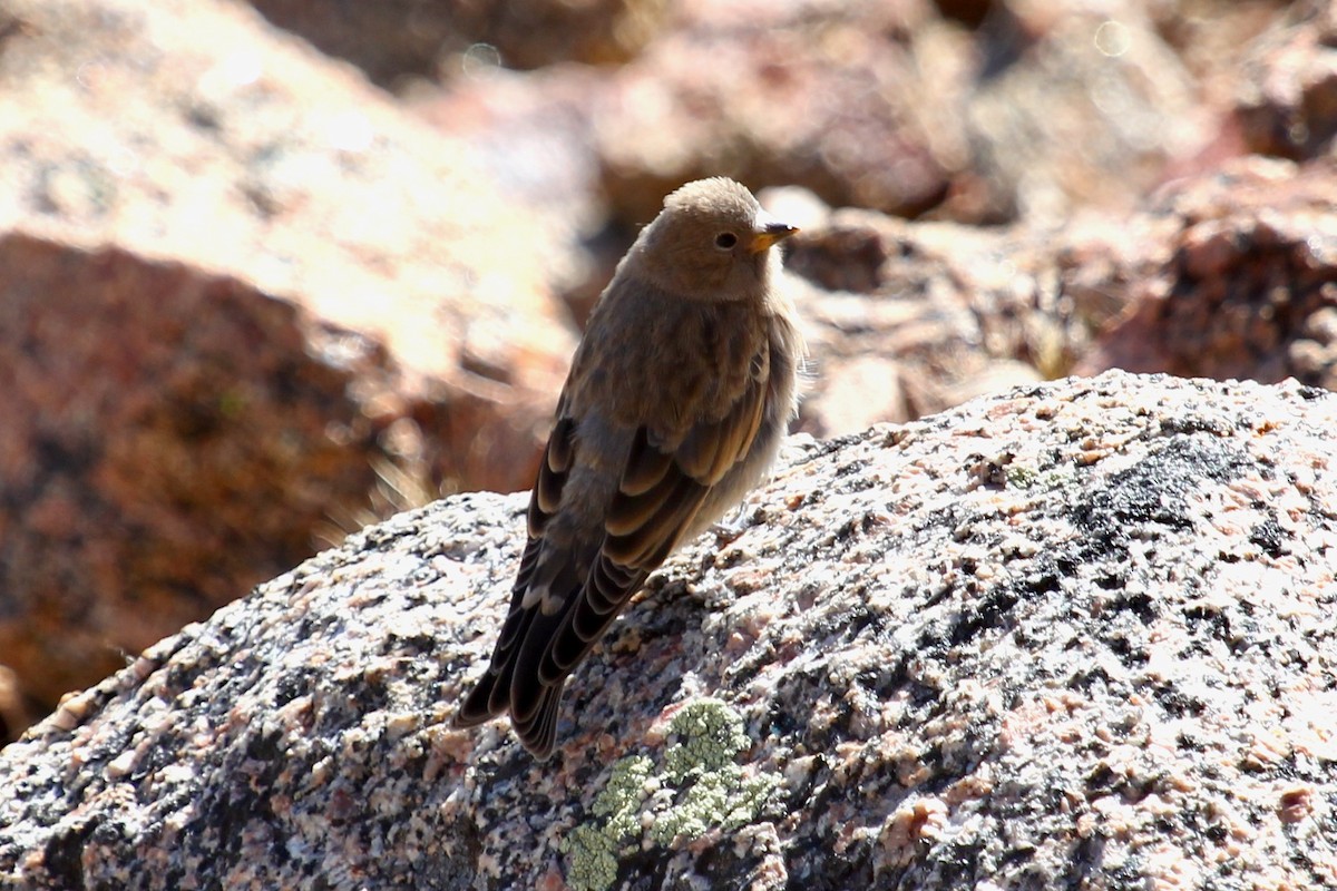 Brown-capped Rosy-Finch - ML605410591