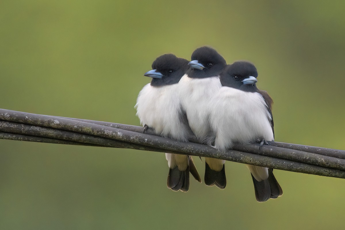 White-breasted Woodswallow - ML605410761