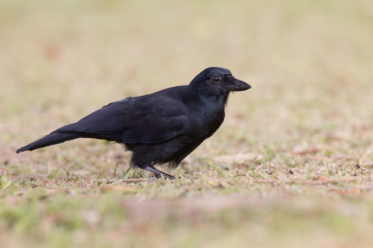 New Caledonian Crow - ML605411011