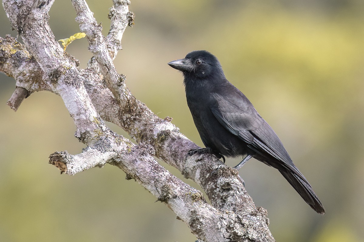 New Caledonian Crow - Chris Venetz | Ornis Birding Expeditions