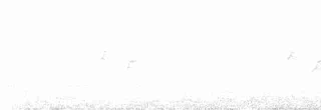 Black-throated Gray Warbler - ML605412701