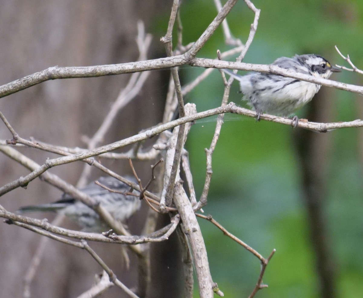 Black-throated Gray Warbler - ML605414041