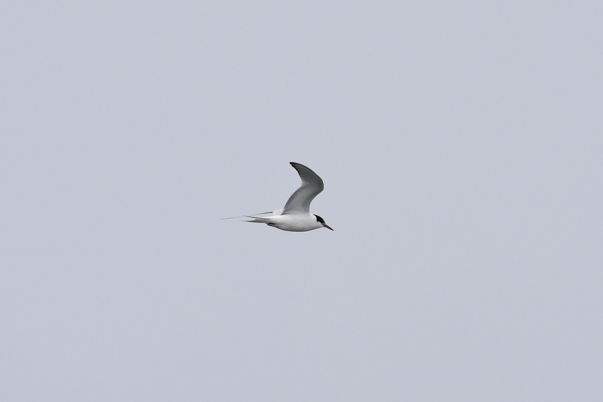 Common Tern - ML605414081