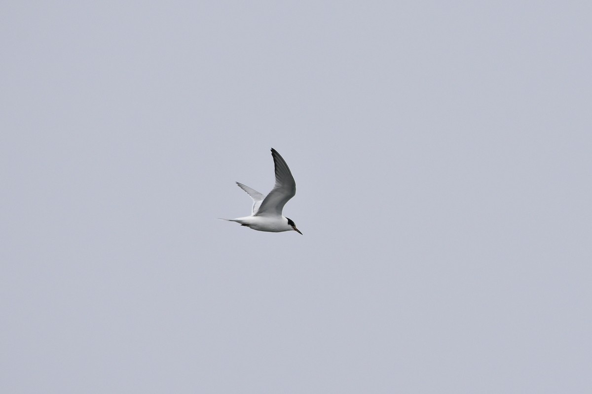 Common Tern - ML605414091