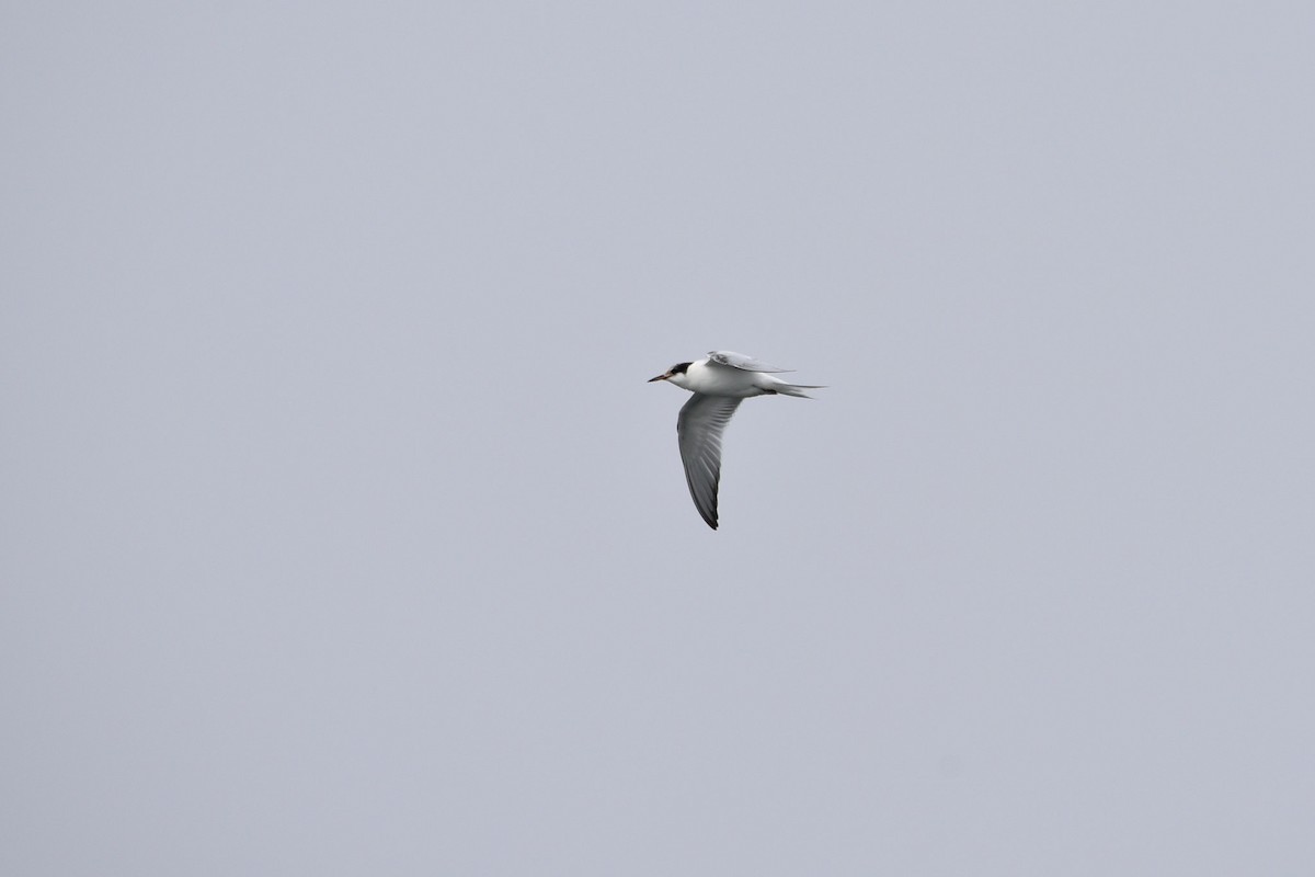 Common Tern - ML605414131