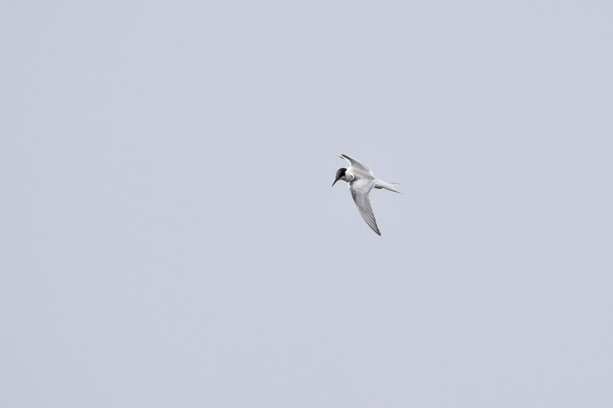 Common Tern - ML605414151