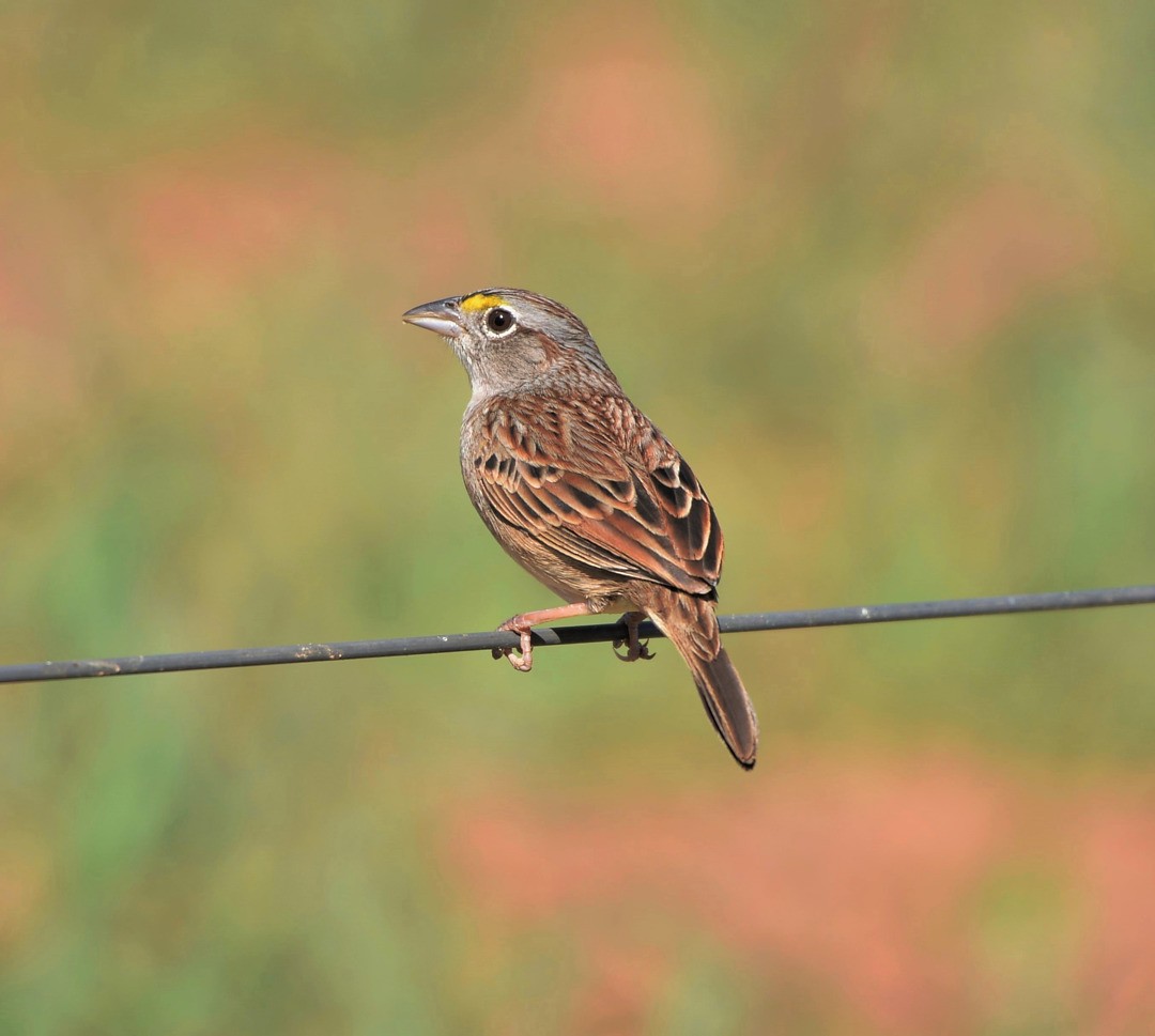 Grassland Sparrow - ML605414761
