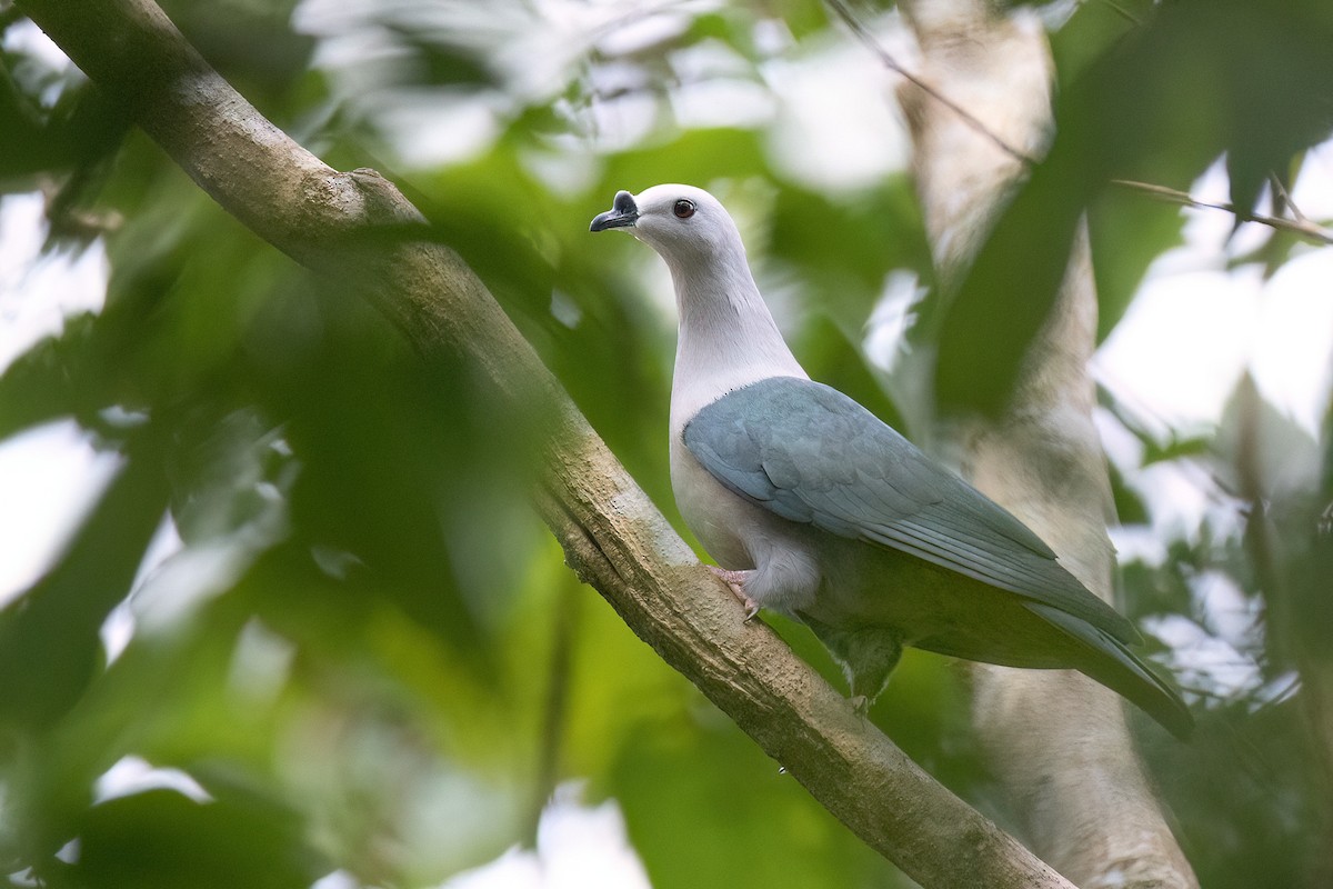 Pacific Imperial-Pigeon - ML605418971