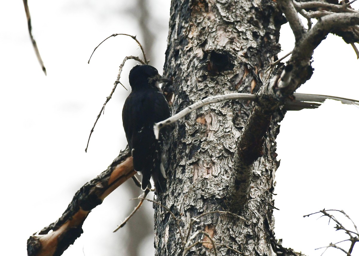 Black-backed Woodpecker - ML605419581