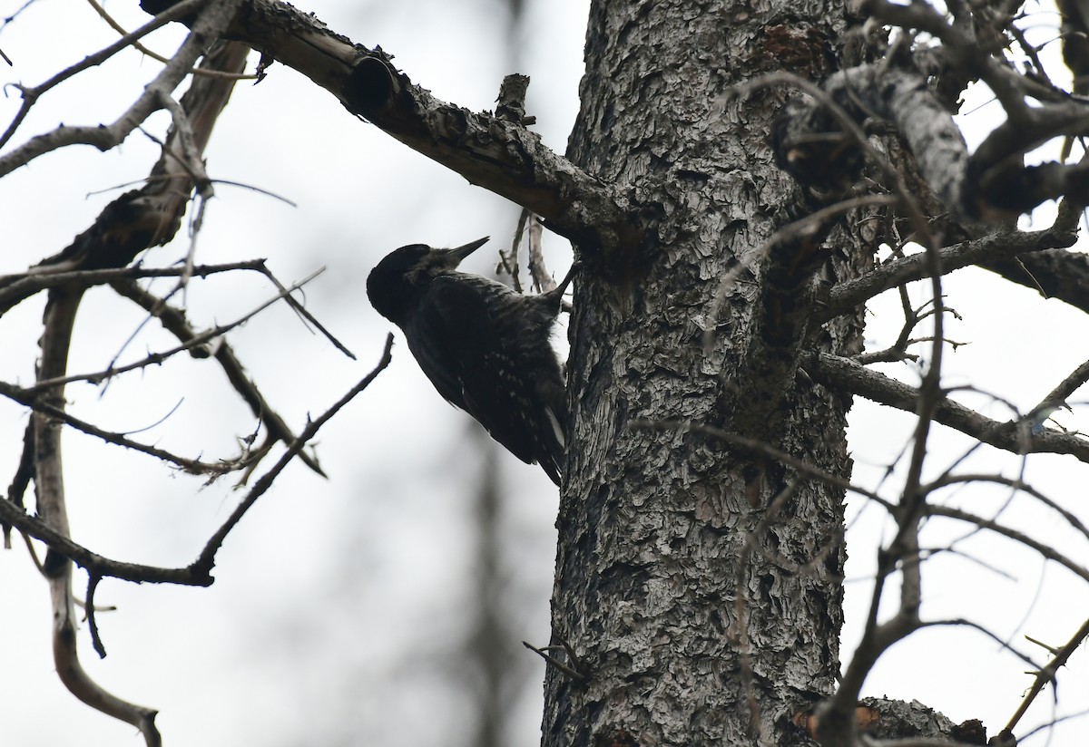 Black-backed Woodpecker - ML605419631