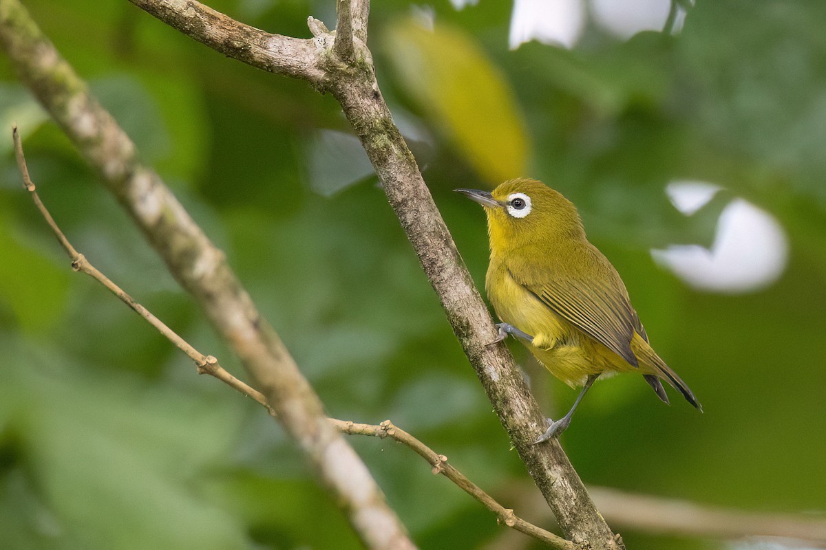 Yellow-fronted White-eye - Chris Venetz | Ornis Birding Expeditions