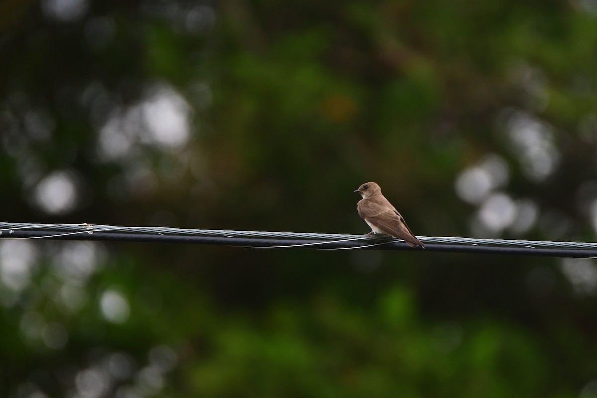 Northern Rough-winged Swallow - ML605424881