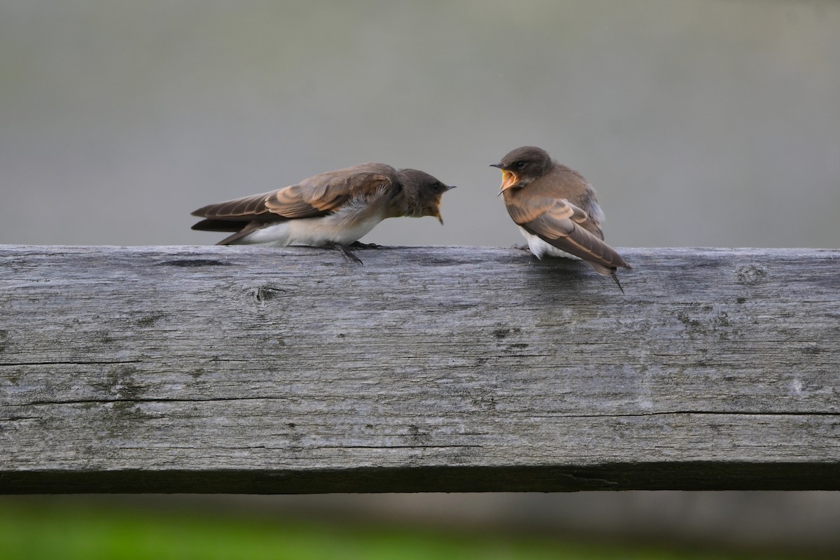 Northern Rough-winged Swallow - ML605424911