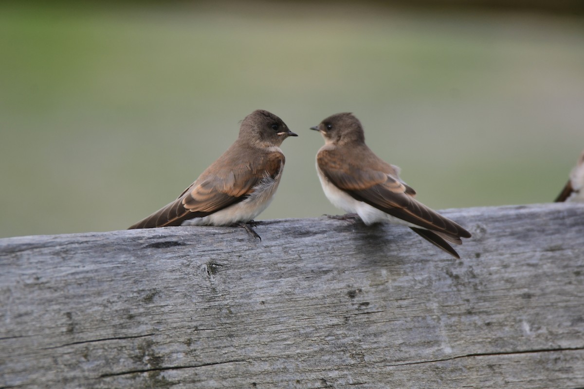 Northern Rough-winged Swallow - ML605424921