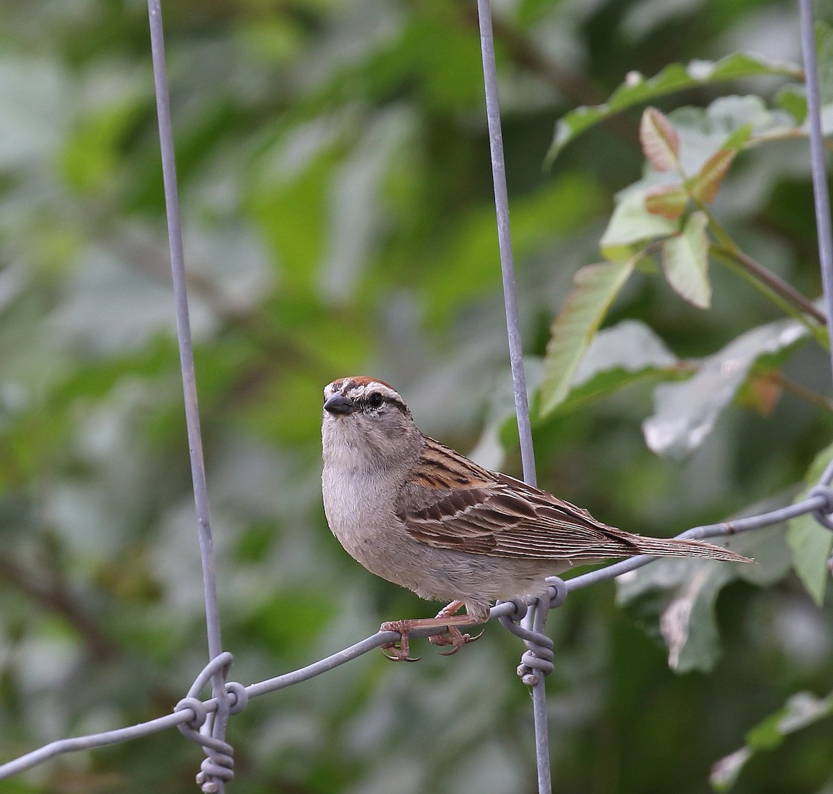 Chipping Sparrow - ML60542521