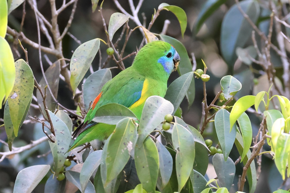 Double-eyed Fig-Parrot - ML605425571