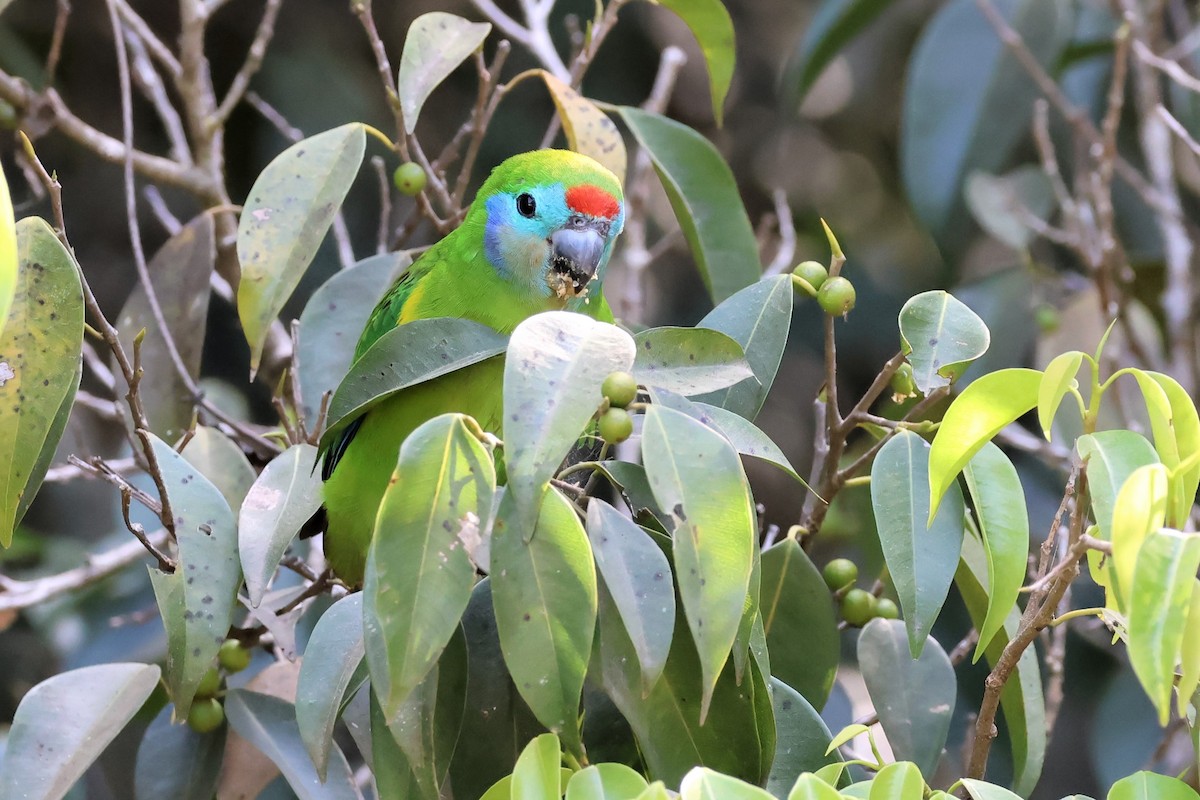 Double-eyed Fig-Parrot - ML605425601