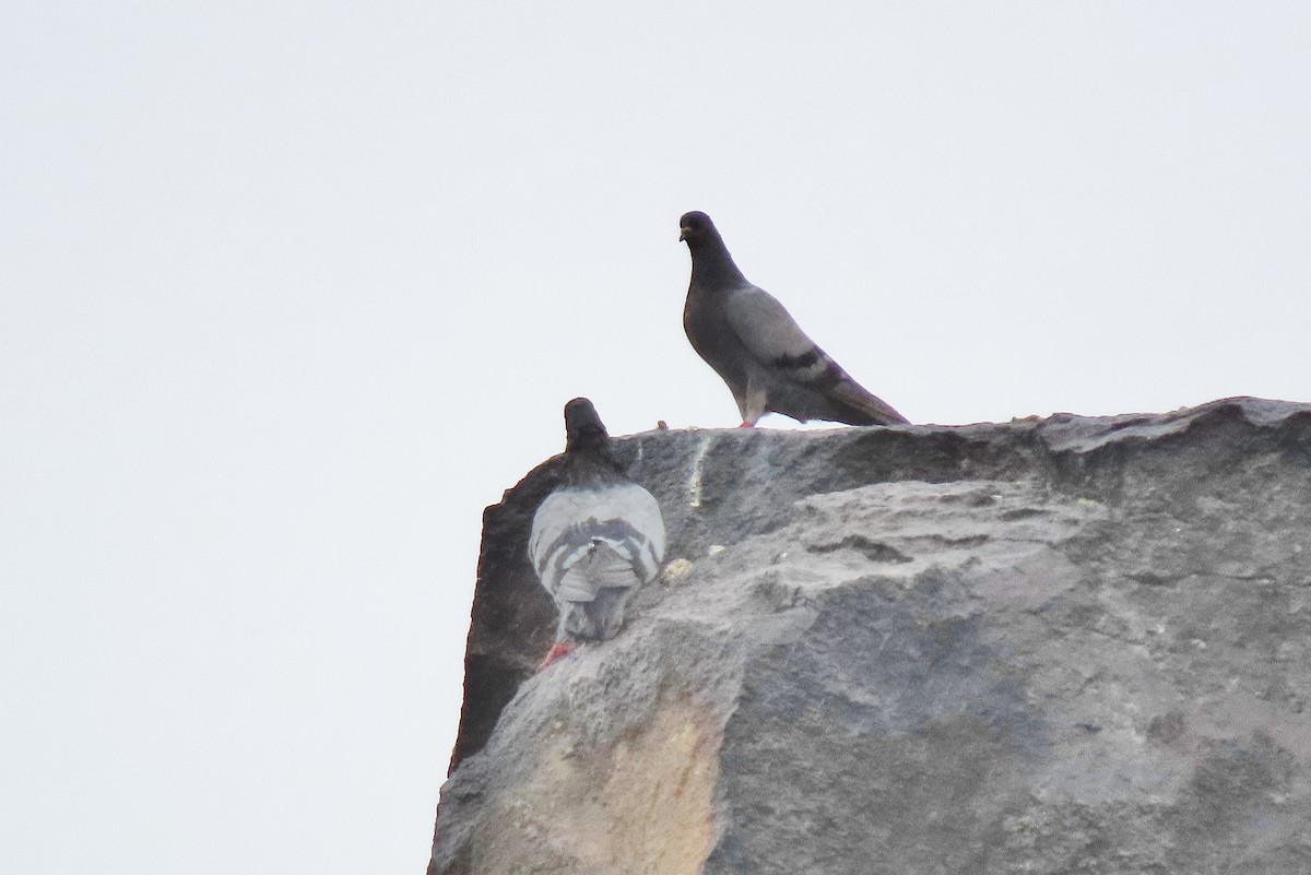 Rock Pigeon (Feral Pigeon) - ML605426781