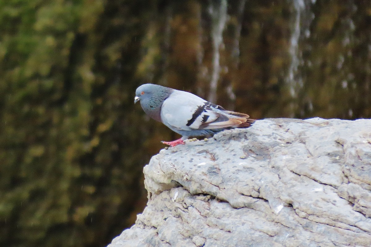 Rock Pigeon (Feral Pigeon) - ML605427131