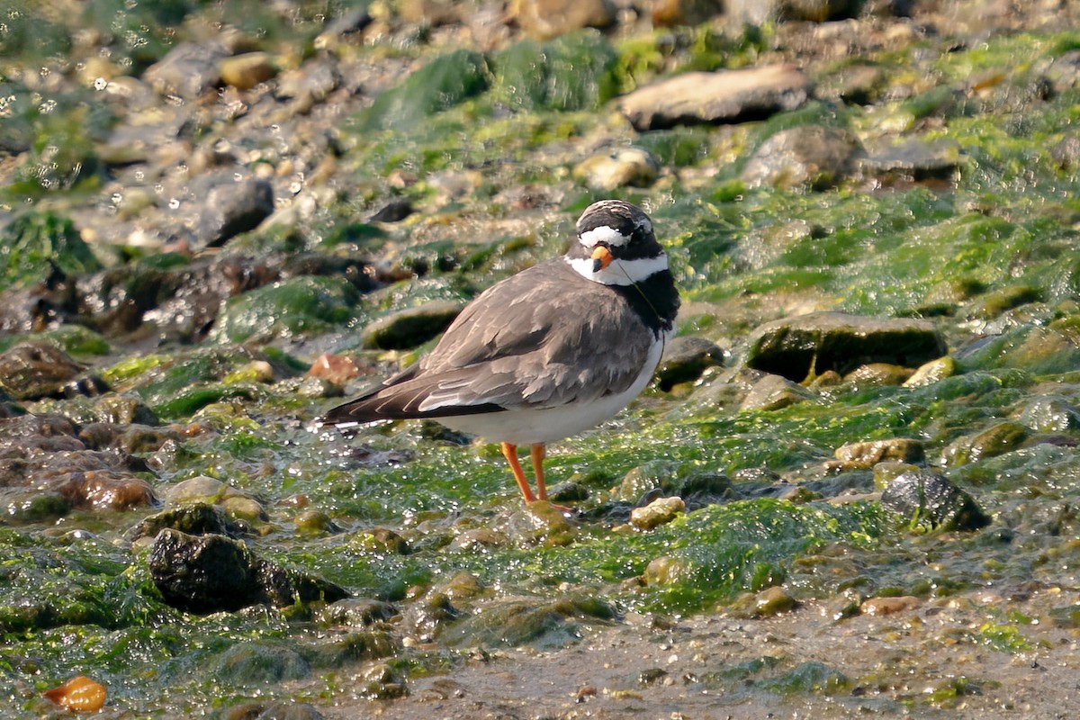 Common Ringed Plover - ML605429471