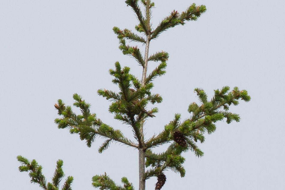 gnomugle (californicum gr.) (tusseugle) - ML60543151