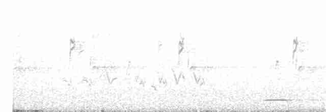Сичик-горобець гірський [група californicum] - ML60543161