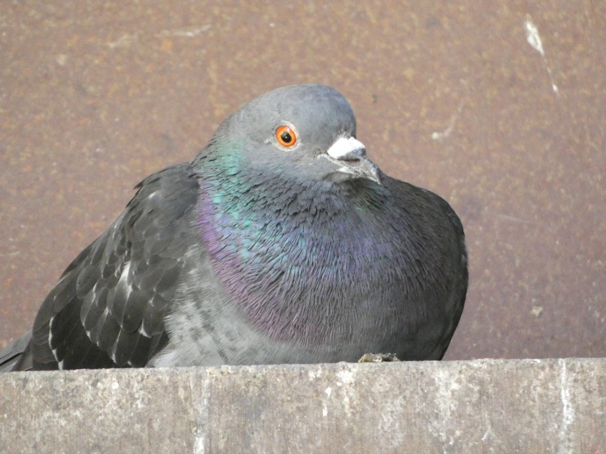 Rock Pigeon (Feral Pigeon) - ML605431831