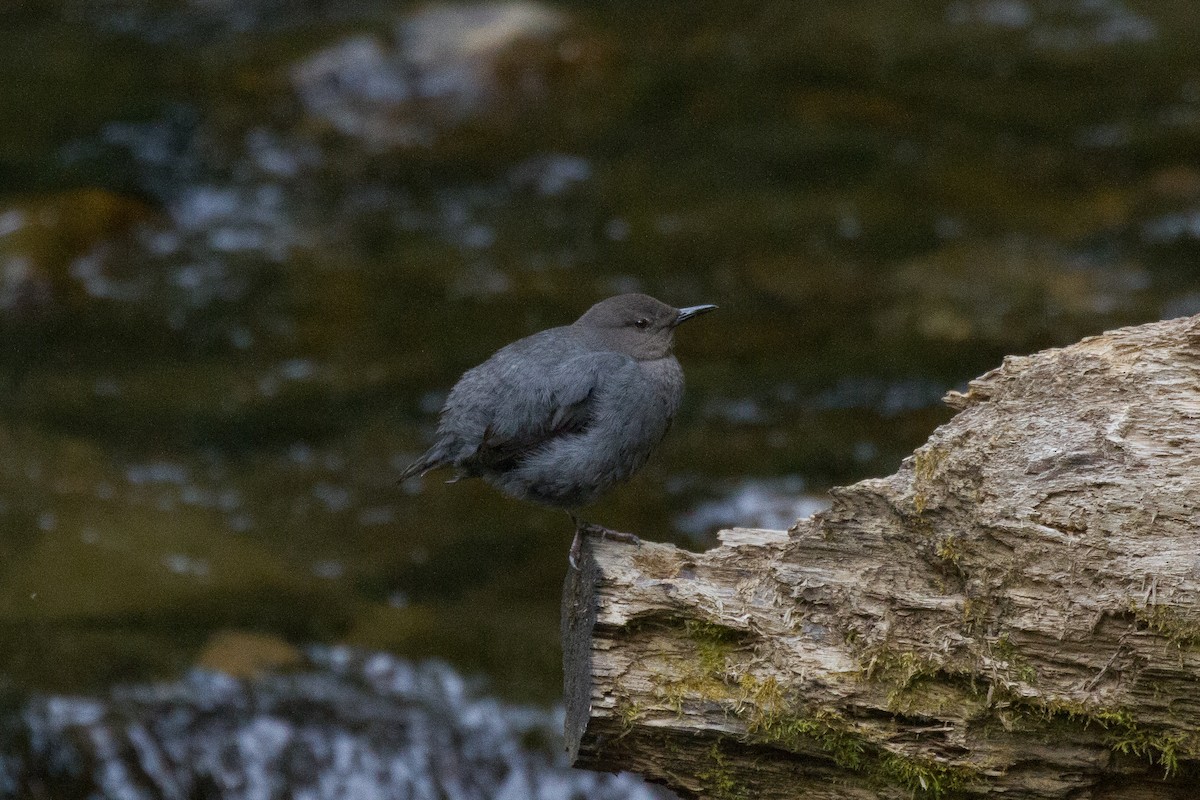American Dipper - Griffin Richards