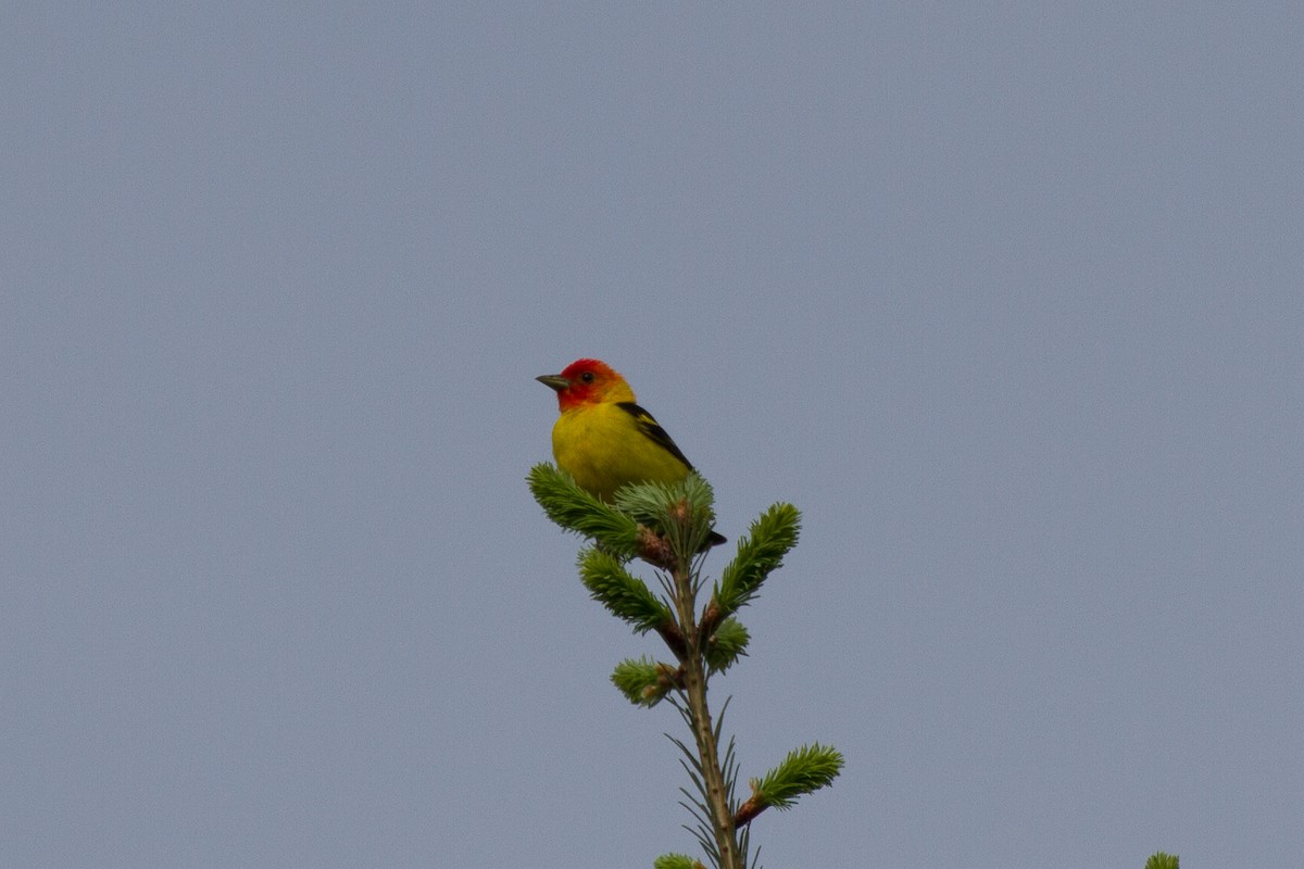 Western Tanager - ML60543341