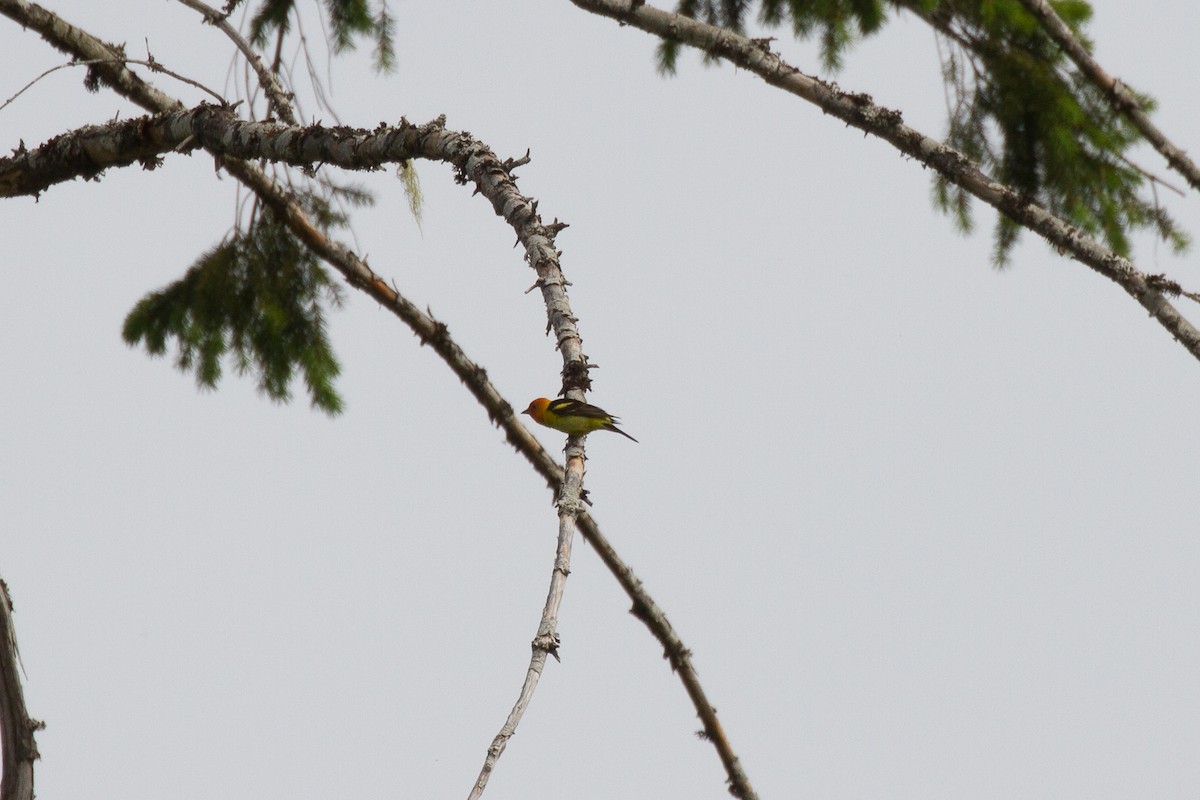 Western Tanager - ML60543391