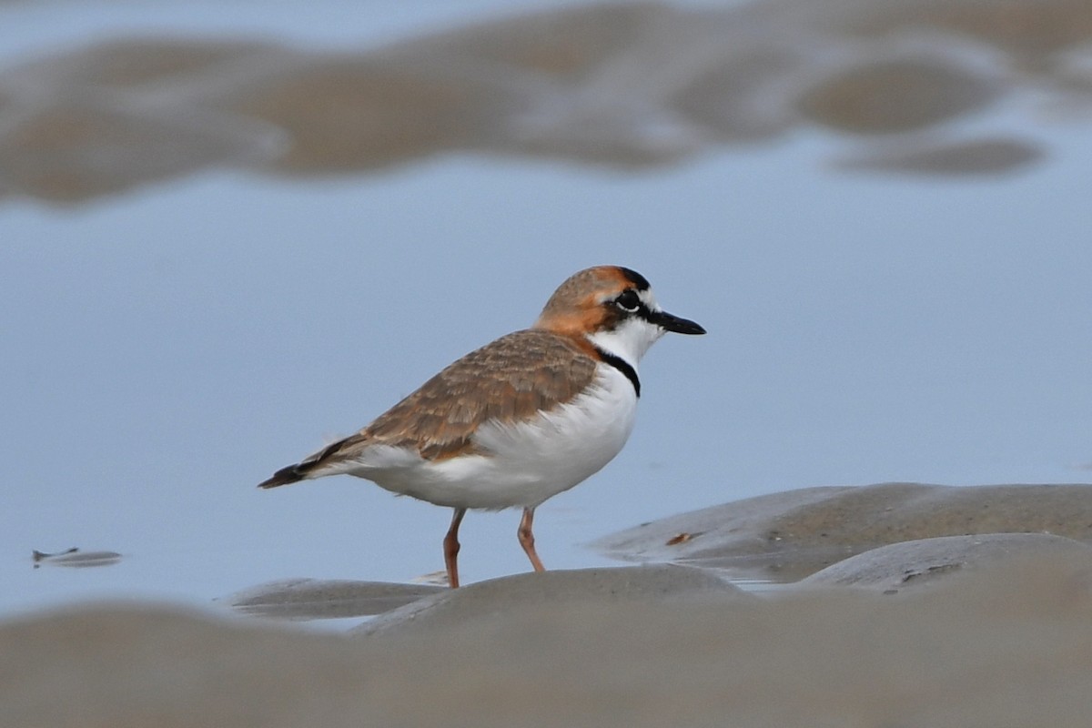 Collared Plover - ML605434821