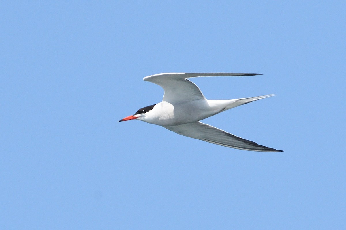 Common Tern - ML605435271