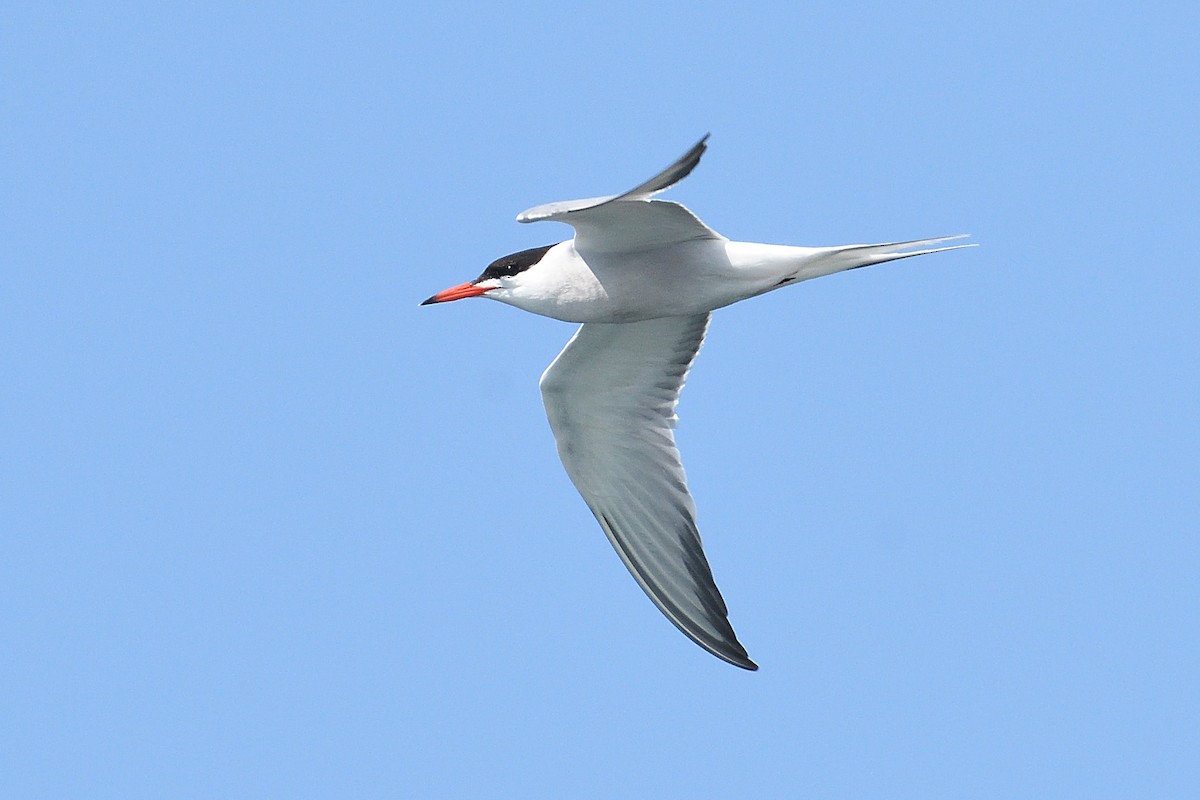 Common Tern - Barry Blust