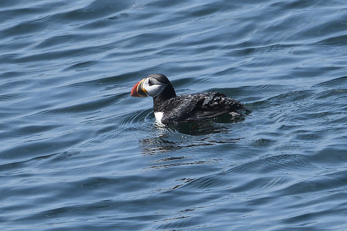 Atlantic Puffin - Barry Blust