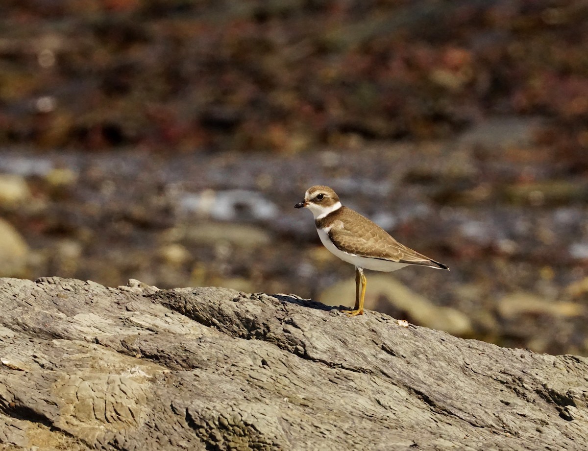Semipalmated Plover - ML605437381