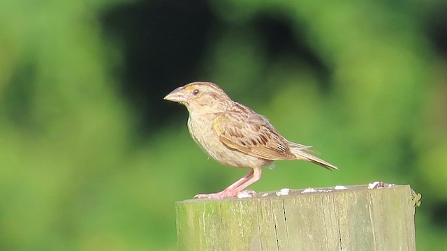 Grasshopper Sparrow - ML605439191