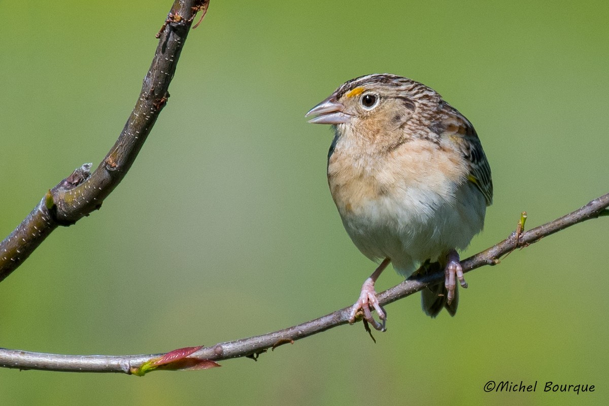 Grasshopper Sparrow - Michel Bourque