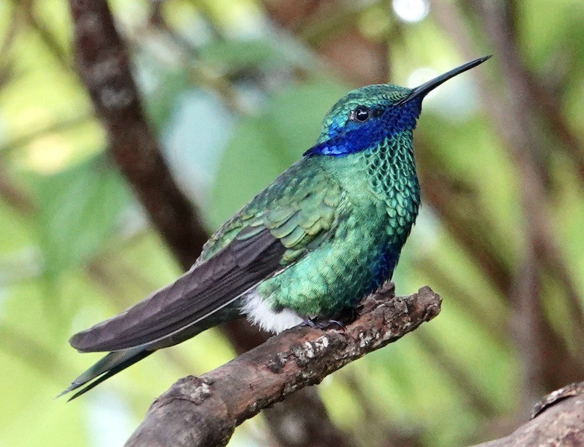 kolibřík modrolící - ML605440111