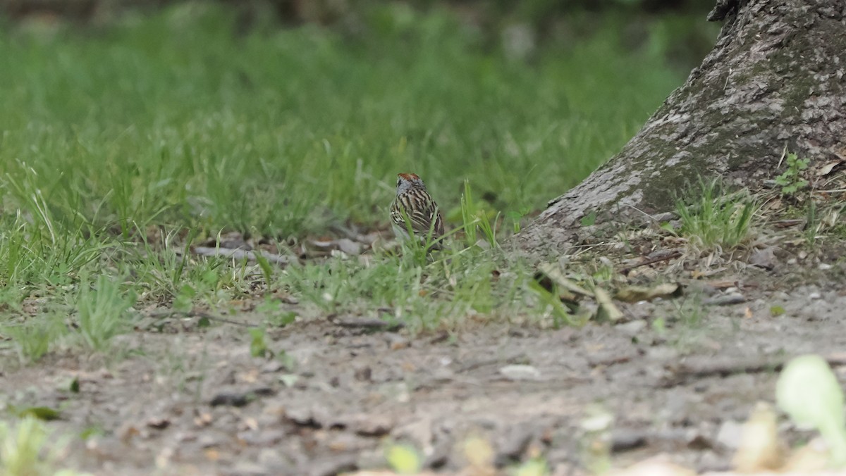 Chipping Sparrow - ML605441841