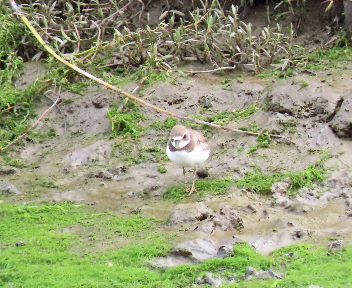 Semipalmated Plover - ML605442121