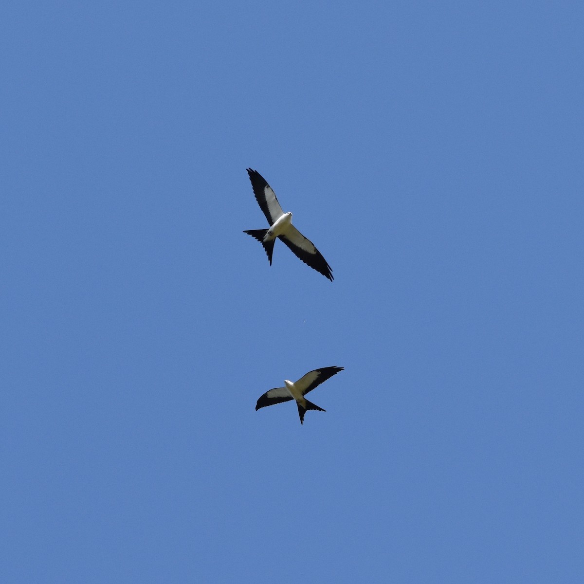 Swallow-tailed Kite - ML605442501