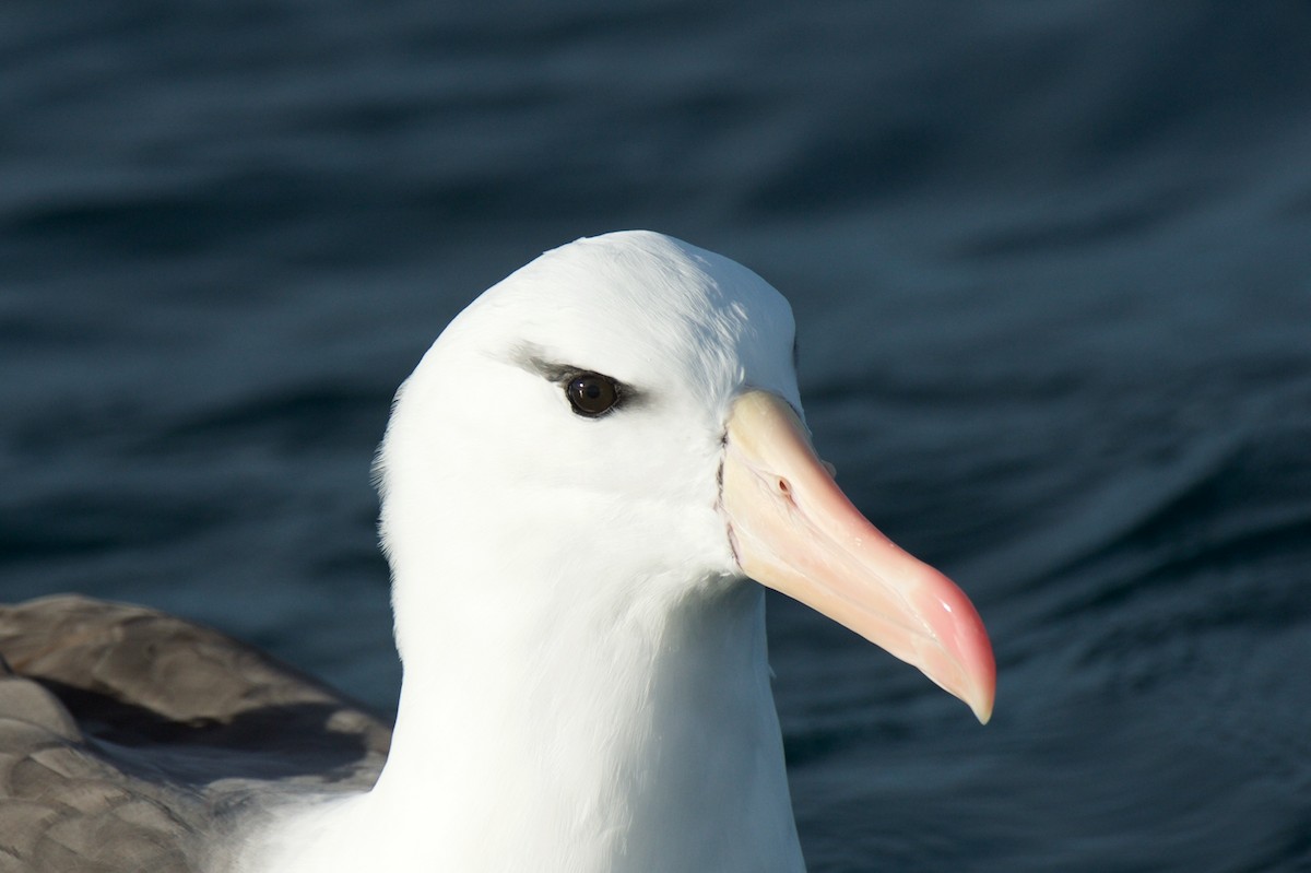 Black-browed Albatross (Black-browed) - Leslie Feasey
