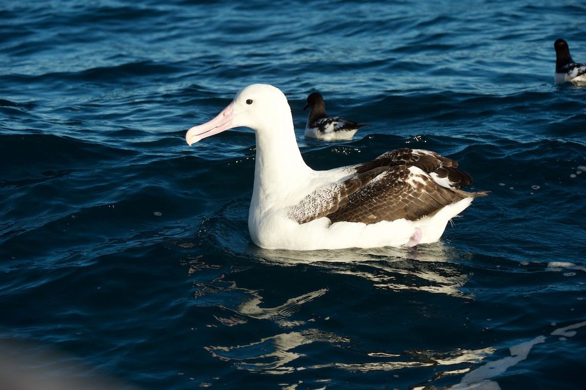 Southern Royal Albatross - Leslie Feasey