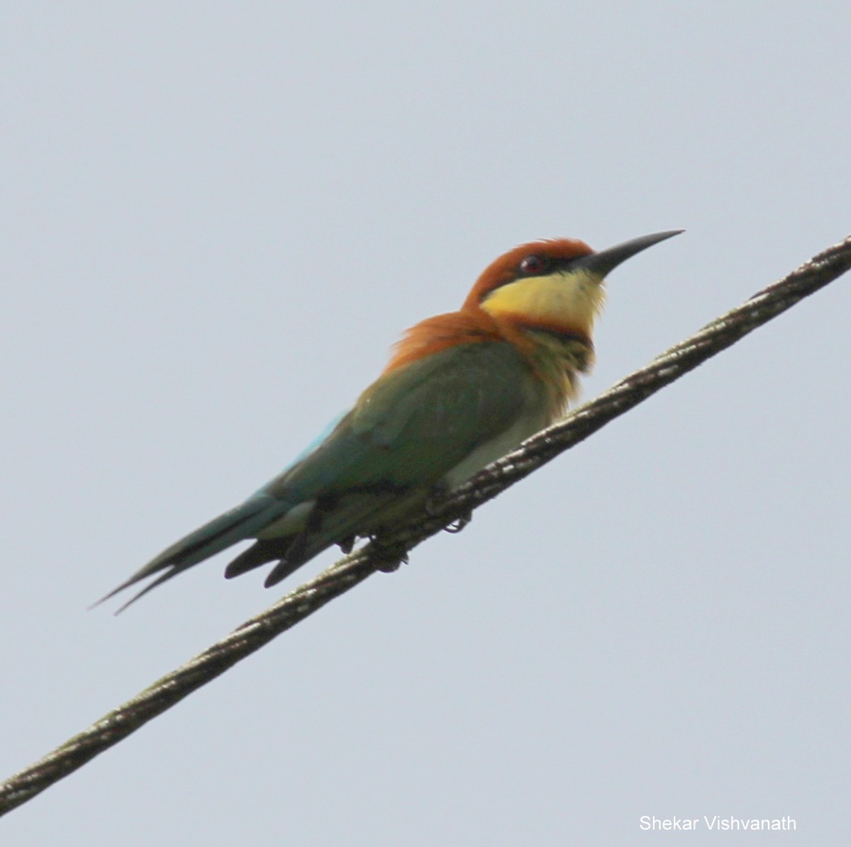 Chestnut-headed Bee-eater - Shekar Vishvanath