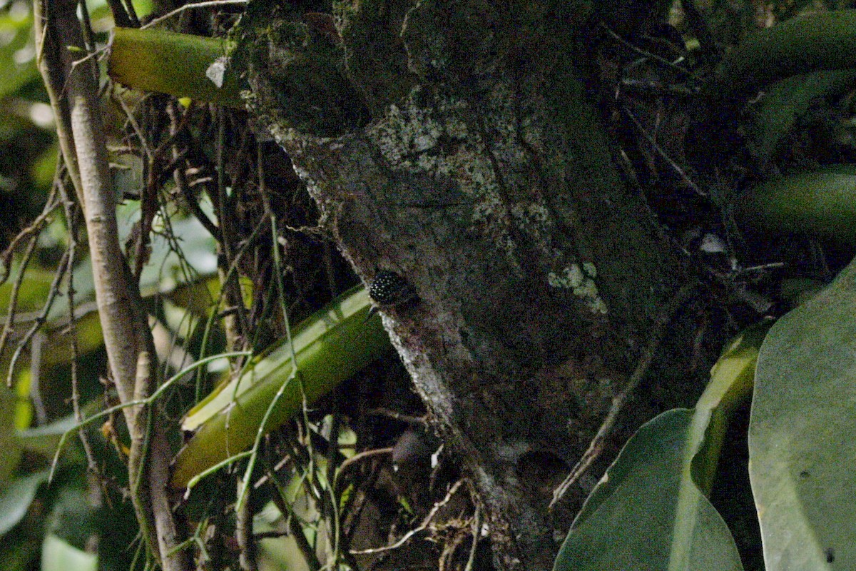 White-barred Piculet - ML605451231