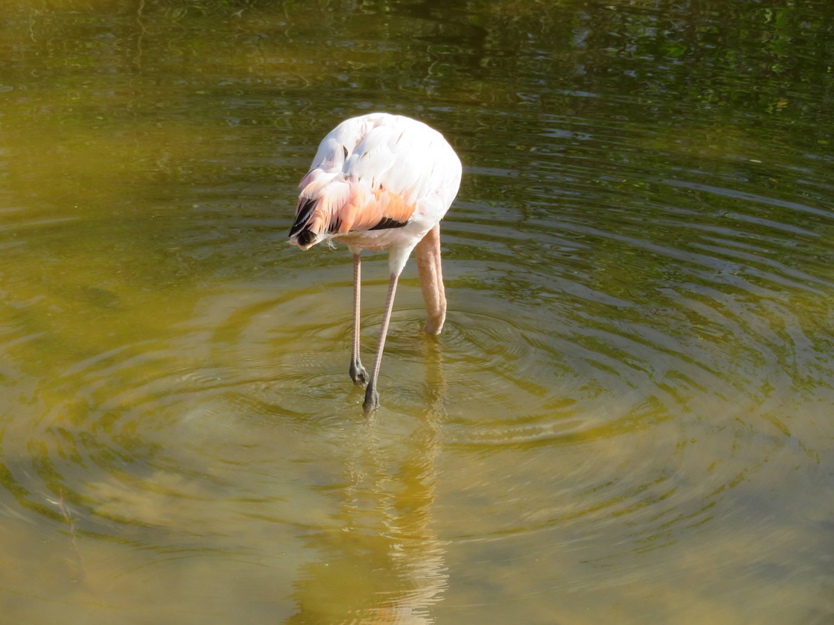 American Flamingo - Patrick Kelly