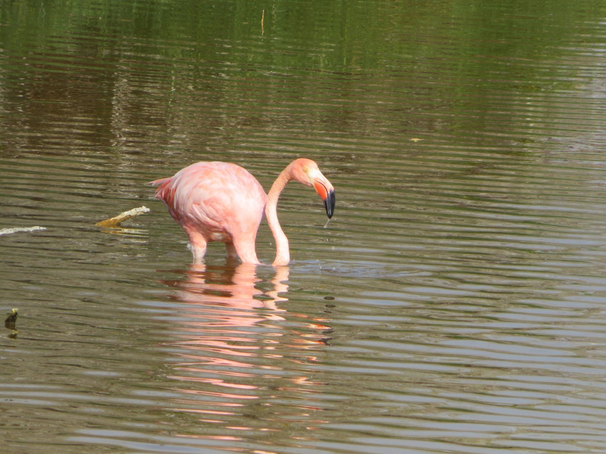 American Flamingo - ML605459661