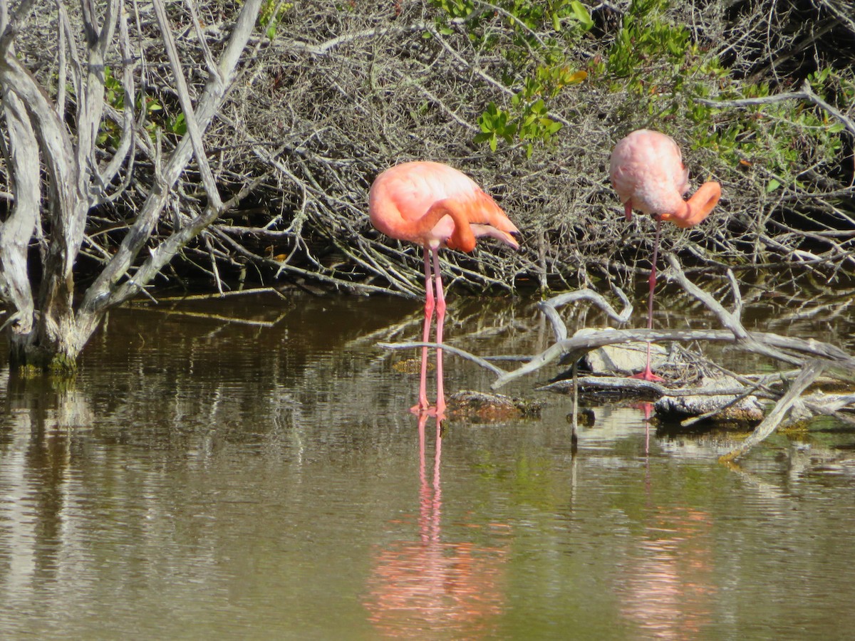 Amerika Flamingosu - ML605459681